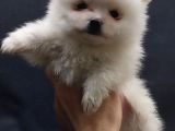Kendi Yavrumun Bebeği, Anne Altından Teslim Pomeranian Boo Yavrum