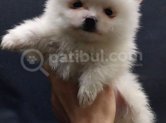 Kendi Yavrumun Bebeği, Anne Altından Teslim Pomeranian Boo Yavrum görsel