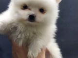 Kendi Yavrumun Bebeği, Anne Altından Teslim Pomeranian Boo Yavrum