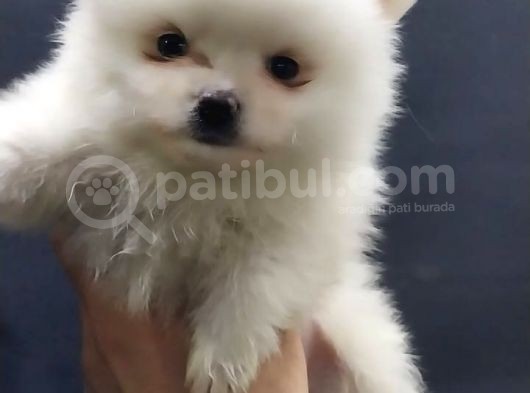 Kendi Yavrumun Bebeği, Anne Altından Teslim Pomeranian Boo Yavrum görsel