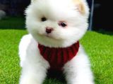 Baby Face Pomeranian Boo Yavrularımız