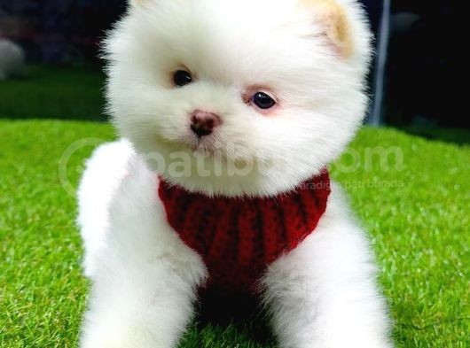 Baby Face Pomeranian Boo Yavrularımız görsel