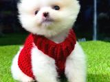 Baby face Pomeranian BOO yavrularımız