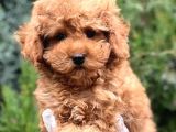 Erkek Güzeli Toy Poodle Yavrumuz
