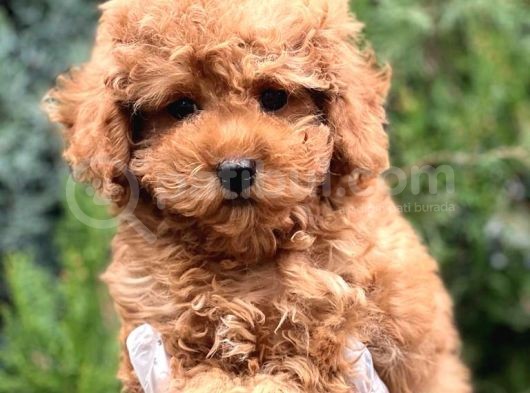 Erkek Güzeli Toy Poodle Yavrumuz görsel
