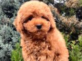 Erkek Güzeli Toy Poodle Yavrumuz