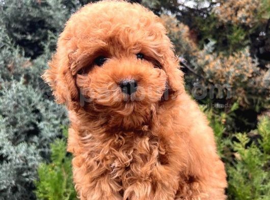 Erkek Güzeli Toy Poodle Yavrumuz görsel