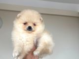 Pomeranian Boo Antalya