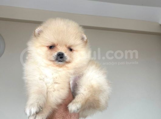 Pomeranian Boo Antalya görsel