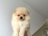 Pomeranian Boo Antalya
