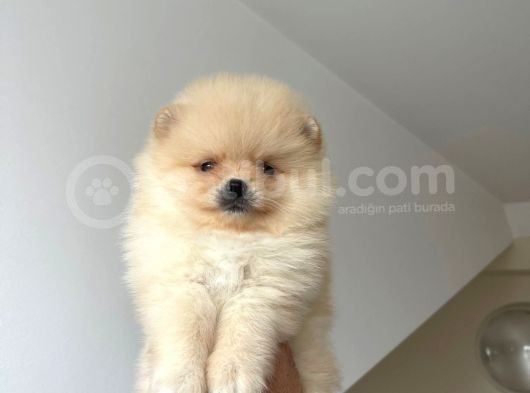 Pomeranian Boo Antalya görsel