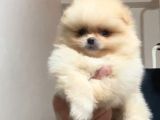 Pomeranian boo antalya