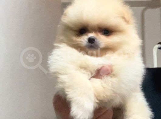 Pomeranian Boo Antalya