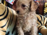 A Secere Sevi̇mli̇li̇k Abi̇desi̇ Toy Poodle Bebekleri̇mi̇z