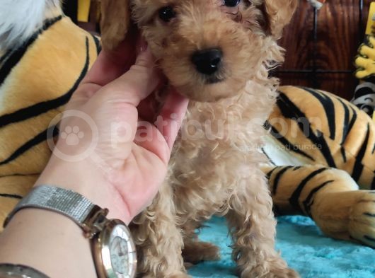 A Secere Sevi̇mli̇li̇k Abi̇desi̇ Toy Poodle Bebekleri̇mi̇z görsel