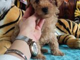 A SECERE SEVİMLİLİK ABİDESİ TOY POODLE BEBEKLERİMİZ