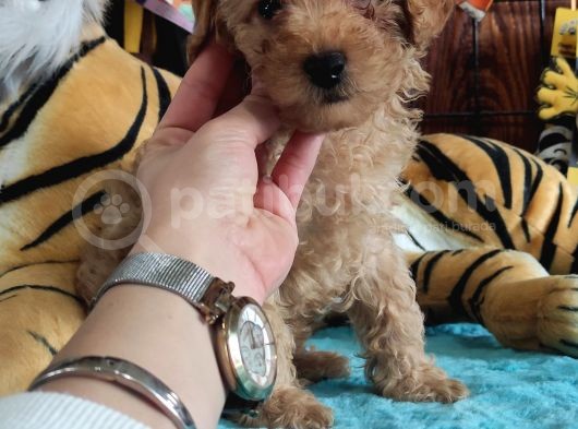 A Secere Sevi̇mli̇li̇k Abi̇desi̇ Toy Poodle Bebekleri̇mi̇z