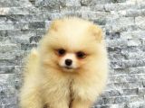 Pomeranian Boo Antalya