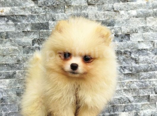 Pomeranian Boo Antalya görsel