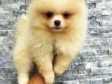Pomeranian Boo Antalya