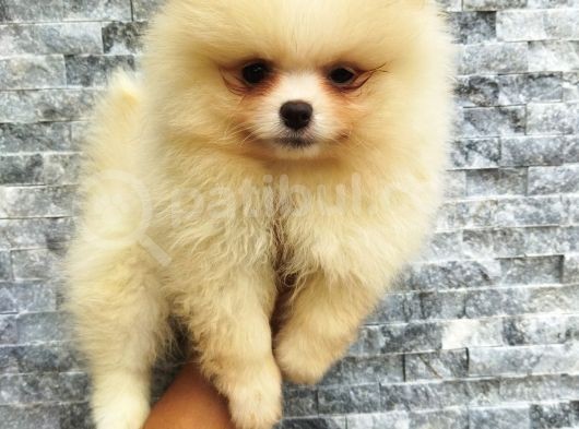 Pomeranian Boo Antalya görsel