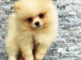 Pomeranian Boo Antalya