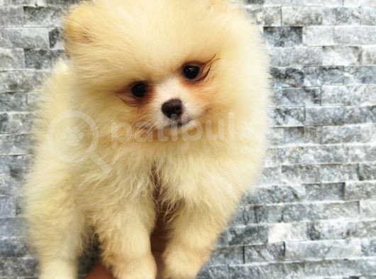 Pomeranian Boo Antalya görsel
