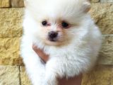 Pomeranian Boo Antalya