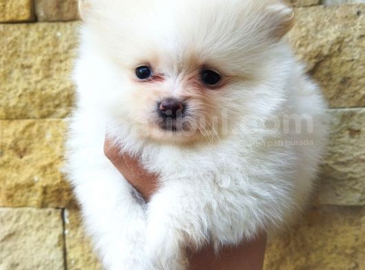 Pomeranian Boo Antalya görsel