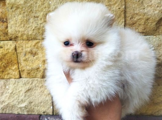 Pomeranian Boo Antalya görsel