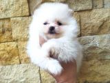 Pomeranian Boo Antalya