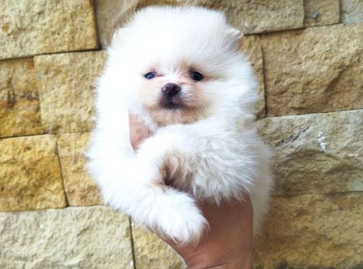 Pomeranian Boo Antalya görsel