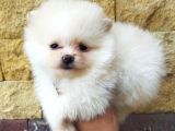 Pomeranian Boo Antalya