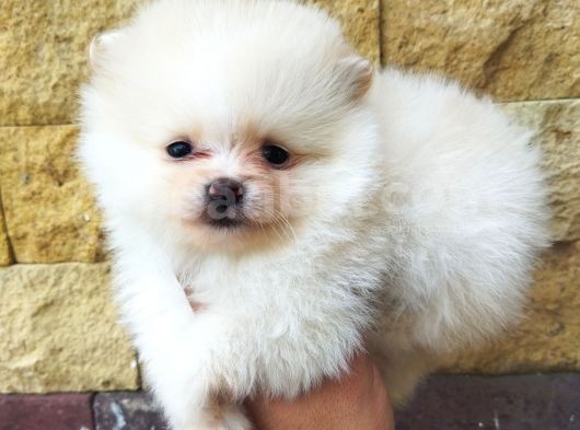 Pomeranian Boo Antalya görsel