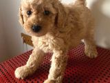 Aşılı, Erkek, ToyPoodle yavrumuz