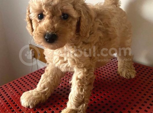Aşılı, Erkek, Toypoodle Yavrumuz