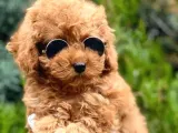 Erkek Güzeli Toy Poodle Yavrumuz