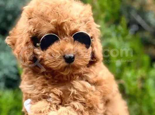Erkek Güzeli Toy Poodle Yavrumuz görsel