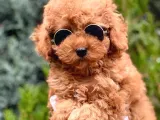 Erkek güzeli toy poodle yavrumuz
