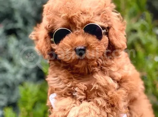 Erkek Güzeli Toy Poodle Yavrumuz