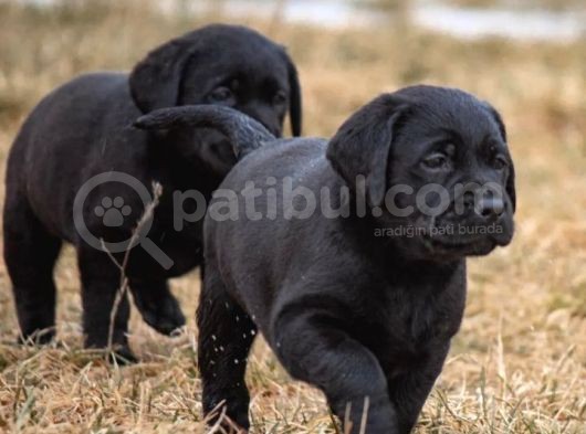 Siyah Labrador Yavruları görsel
