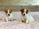 Kısa Bacak Jack Russell Yavruları