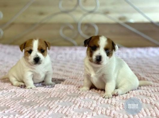 Kısa Bacak Jack Russell Yavruları görsel