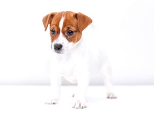 Kısa Bacak Jack Russell Yavruları