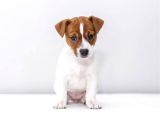 Kısa Bacak Jack Russell Yavruları