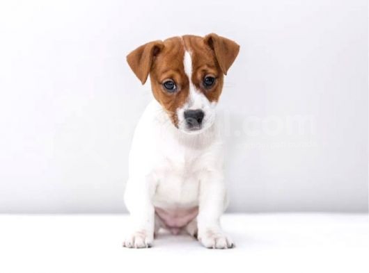 Kısa Bacak Jack Russell Yavruları görsel