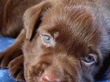 Çikolata Labrador Yavruları