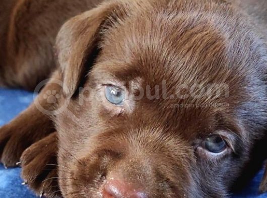 Çikolata Labrador Yavruları görsel