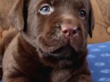 Çikolata Labrador Yavruları