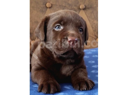 Çikolata Labrador Yavruları görsel